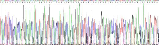 Human Matrix Metalloproteinase 2 (MMP2), Active Protein