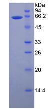 Figure 3. SDS-PAGE