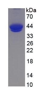 Figure 2. SDS-PAGE