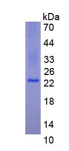 Figure 3. SDS-PAGE