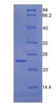 Figure 3. SDS-PAGE