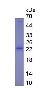 Figure 3. SDS-PAGE