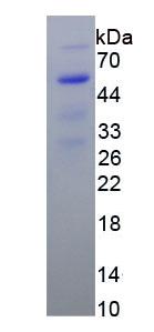 Figure 3. SDS-PAGE