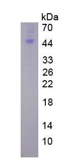 Figure 3. SDS-PAGE
