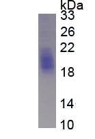 Figure 3. SDS-PAGE