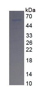 Figure 3. SDS-PAGE