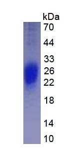 Figure 3. SDS-PAGE