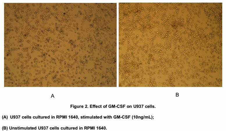 Cell differentiation of U937 cells after incubation with GM-CSF (10ng/mL) for 5 days was shown in Figure 2.