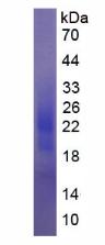 Figure 3. SDS-PAGE