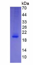Figure 3. SDS-PAGE