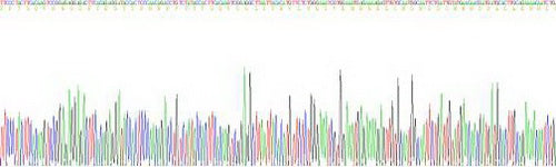 Mouse Interleukin 6 (IL6), Active Protein