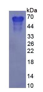 Figure 3. SDS-PAGE