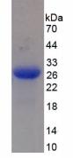 Figure 2. SDS-PAGE