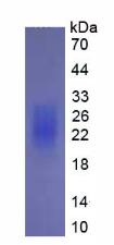 Figure 2. SDS-PAGE