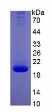 Figure 2. SDS-PAGE
