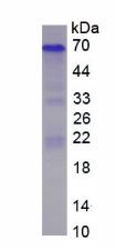 Rat Osteopontin (OPN), Active Protein