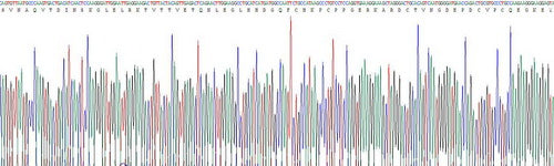 Human Factor Related Apoptosis (FAS), Active Protein