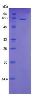 Figure 3. SDS-PAGE