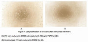Active Fibroblast Growth Factor 1, Acidic (FGF1), RPU54849