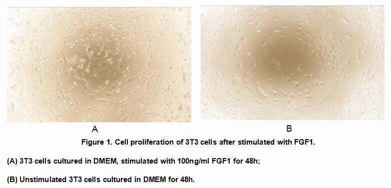 Active Fibroblast Growth Factor 1, Acidic (FGF1), RPU54849