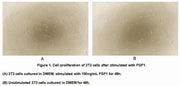 Active Fibroblast Growth Factor 1, Acidic (FGF1), RPU54850