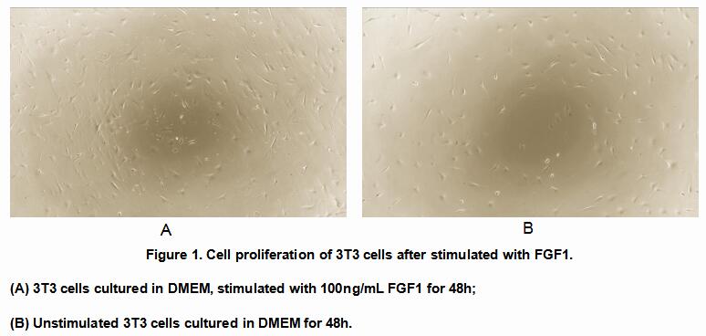 Active Fibroblast Growth Factor 1, Acidic (FGF1), RPU54850