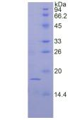Figure 3. SDS-PAGE