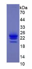 Figure 3. SDS-PAGE