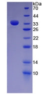 Figure 2. SDS-PAGE