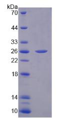 Figure 3. SDS-PAGE