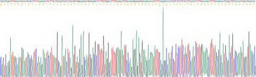 Guinea pig Interferon Gamma (IFNg), Active Protein