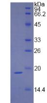 Guinea pig Interferon Gamma (IFNg), Active Protein
