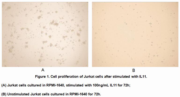 Active Interleukin 11 (IL11), RPU54855