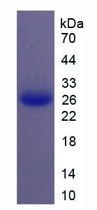 Figure 3. SDS-PAGE