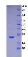 Figure 3. SDS-PAGE