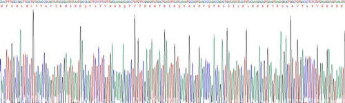 Mouse Interleukin 18 (IL18), Active Protein