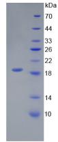 Figure 3. SDS-PAGE