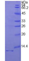 Figure 2. SDS-PAGE