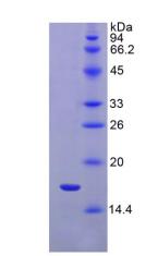 Figure 1. SDS-PAGE