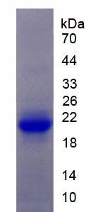 Figure 1. SDS-PAGE