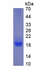 Figure 1. SDS-PAGE