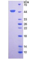 Figure 1. SDS-PAGE