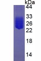 Figure 1. SDS-PAGE