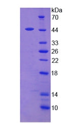 Figure 2. SDS-PAGE