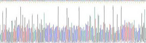 Human Leukemia Inhibitory Factor (LIF), Active Protein