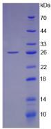 Human Leukemia Inhibitory Factor (LIF), Active Protein
