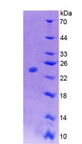 Figure 3. SDS-PAGE