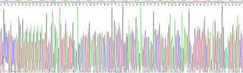 Rat Matrix Metalloproteinase 13 (MMP13), Active Protein
