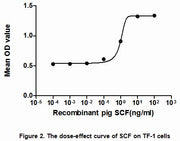 The dose-effect curve of SCF was shown in Figure 2. It was obvious that it significantly promoted cell proliferation of TF-1 cells. The ED50 for this effect is typically 6.07 to 13.69ng/mL.