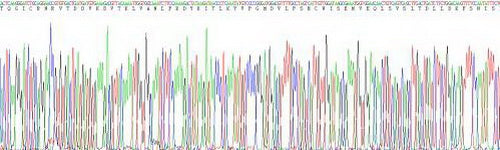 Pig Stem Cell Factor (SCF), Active Protein